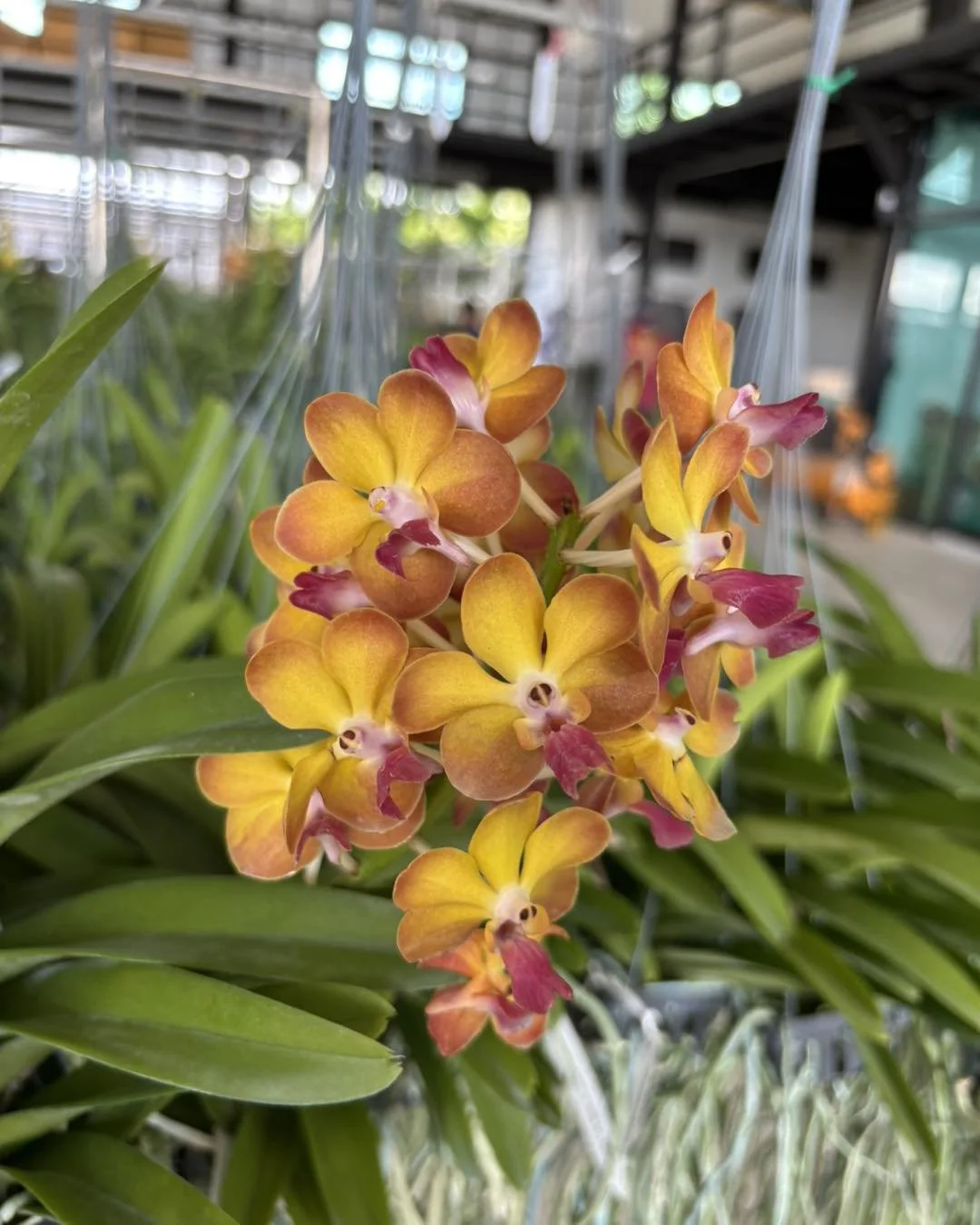 Aeridovanda Suwannaphum Sunshine (red lip) — Motes Orchids